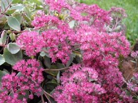 Sedum cauticolum 'Lidakense'